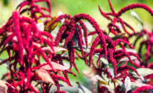AMARANTH fayadaları,amaranth zayiflatirmi ,amaranth nasil tüketilir,amaranth pişirme ,amaranth pilavı, amaranth nerede satılır,amaranth kullananlar ,amaranth yağı fiyatı,amaranth unu